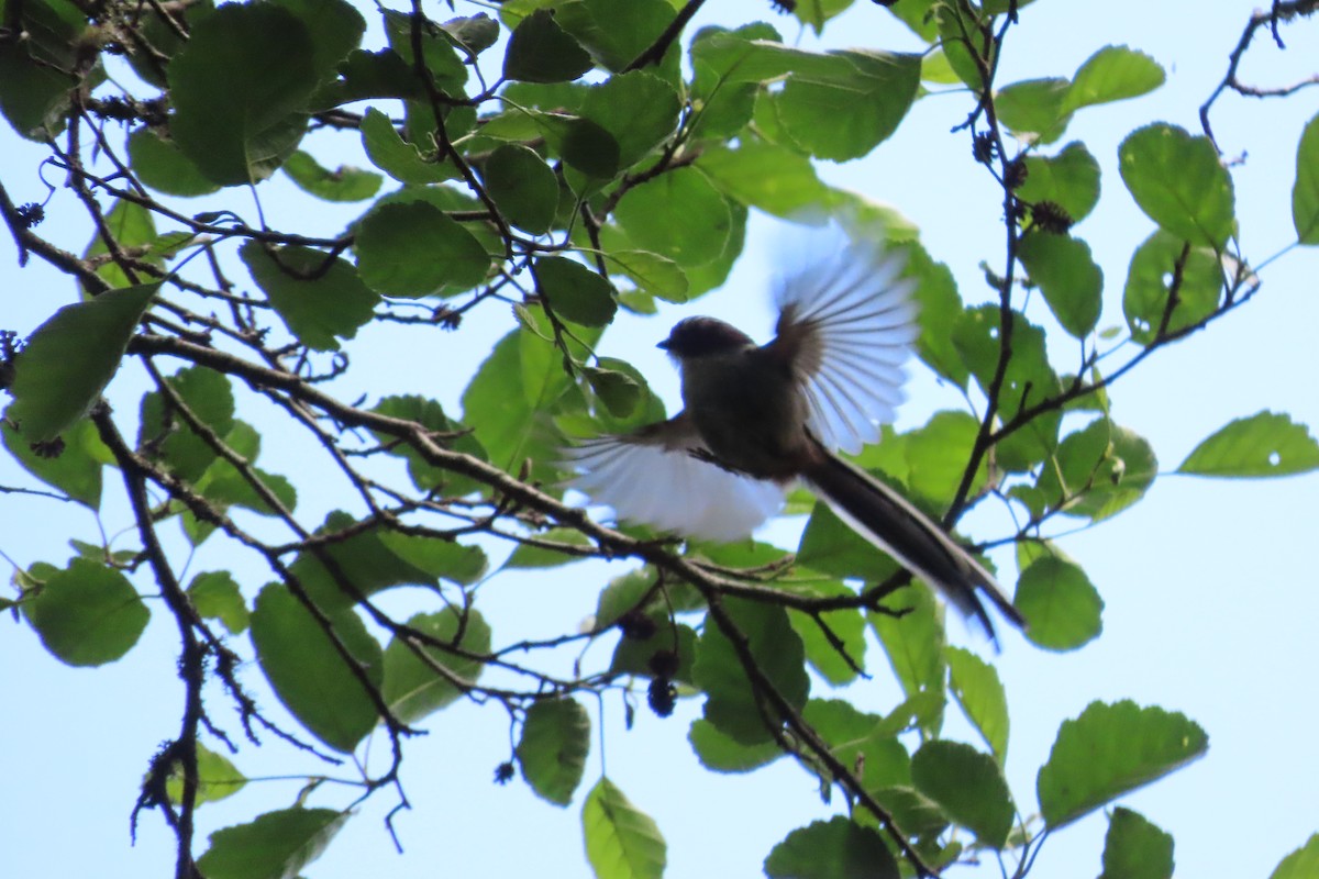 mlynařík dlouhoocasý - ML641783210