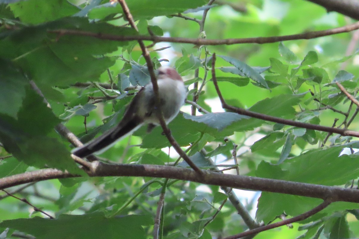 mlynařík dlouhoocasý - ML641783214