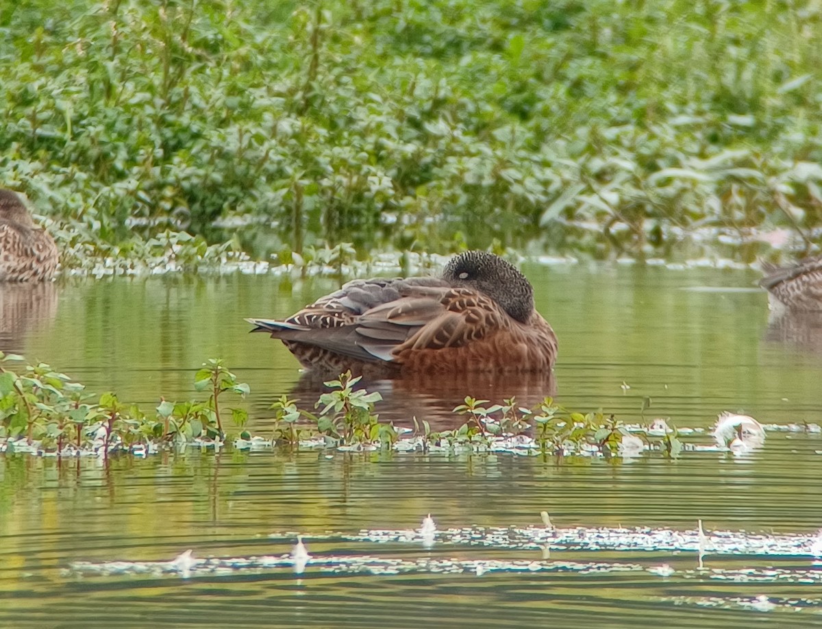 Canard d'Amérique - ML641783228