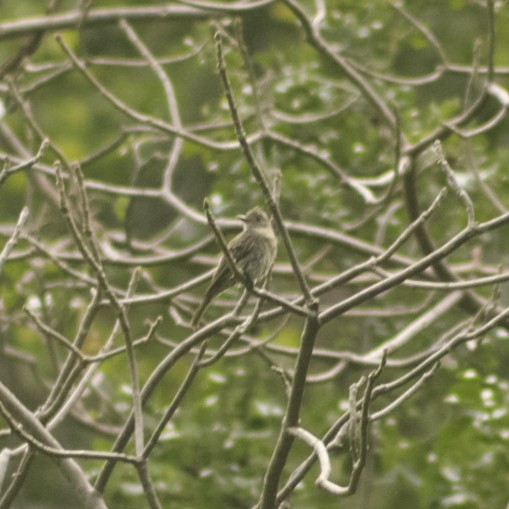 Greater Pewee - ML641783229