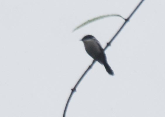 Bar-winged Flycatcher-shrike - ML641783236
