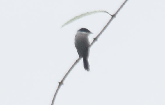 Bar-winged Flycatcher-shrike - ML641783239