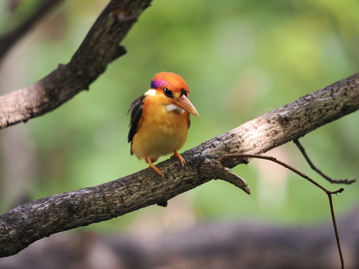 Black-backed Dwarf-Kingfisher - ML641783264
