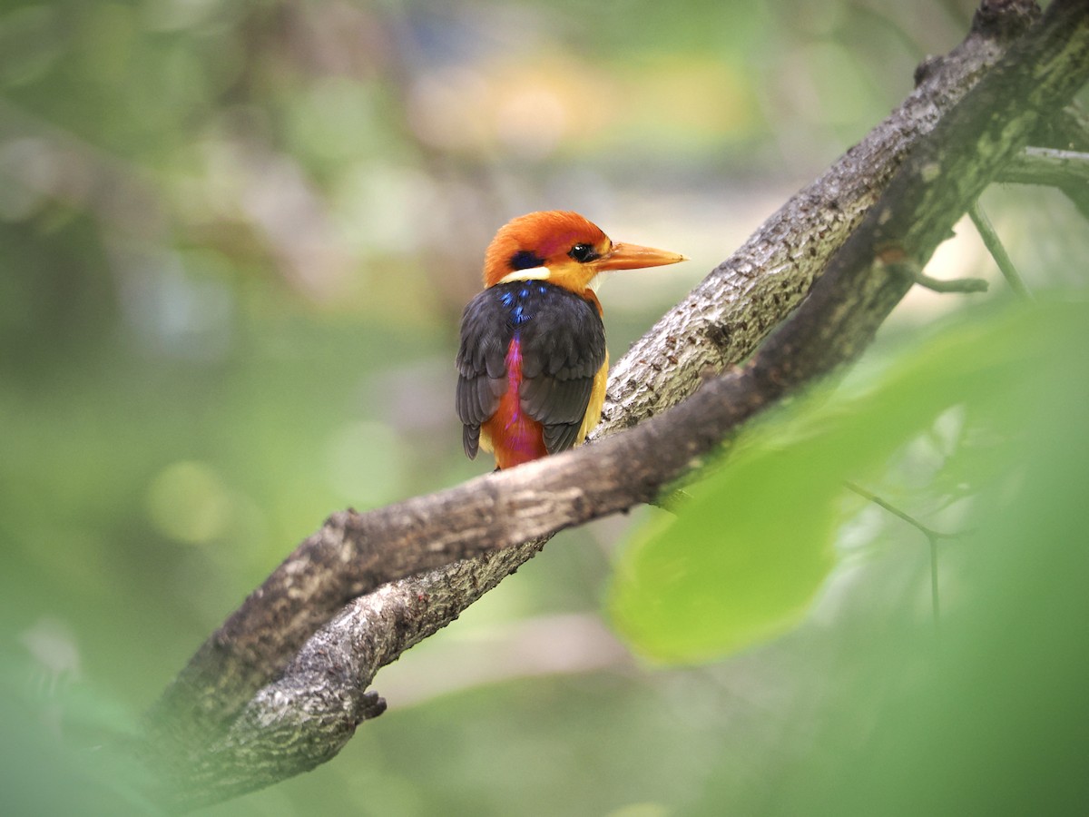 Black-backed Dwarf-Kingfisher - ML641783265