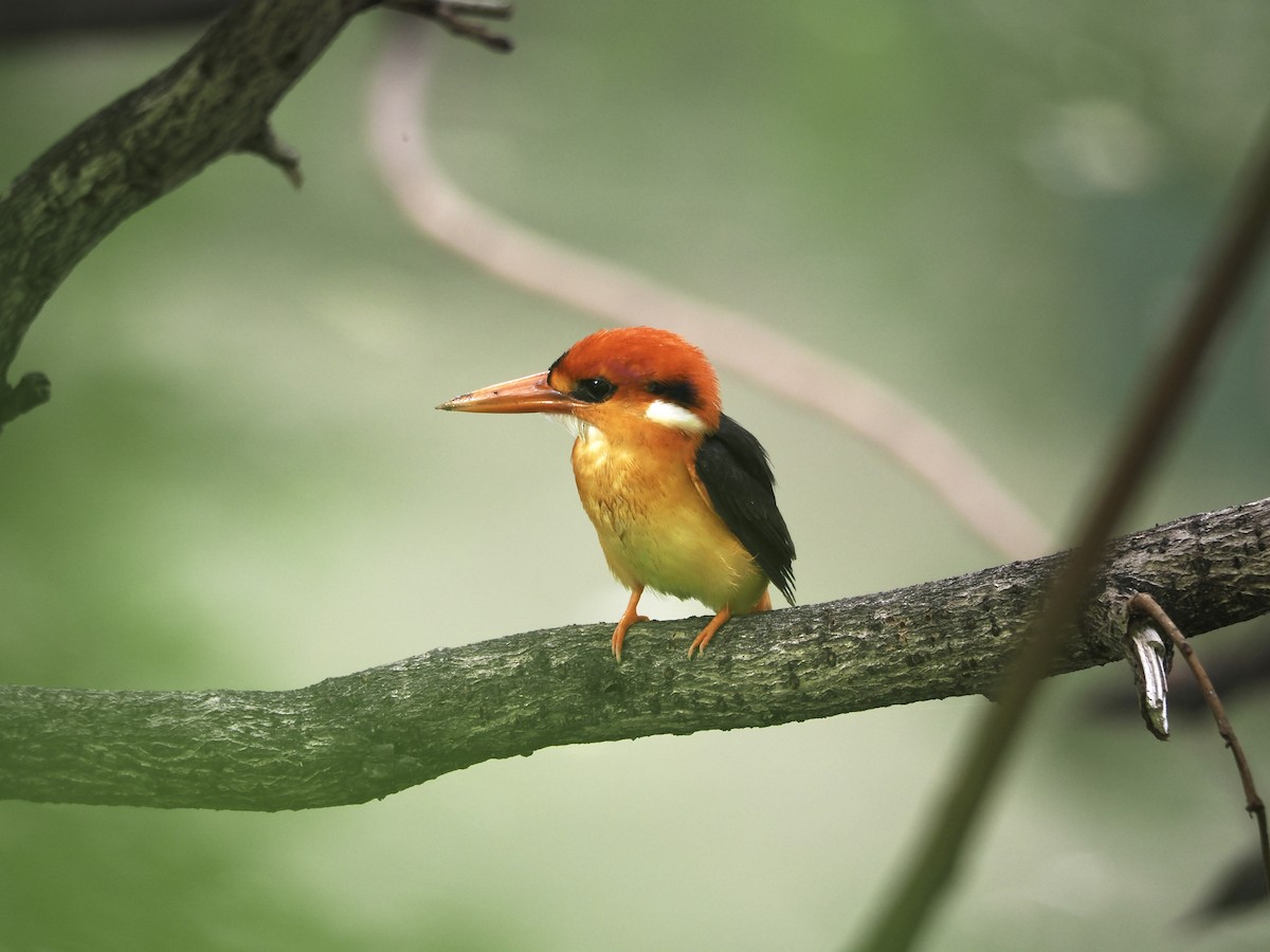 Black-backed Dwarf-Kingfisher - ML641783266