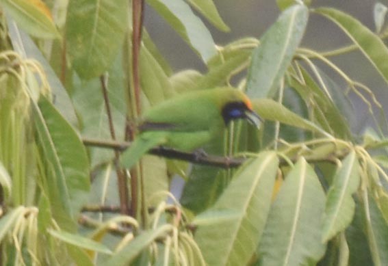 Golden-fronted Leafbird - ML641783283