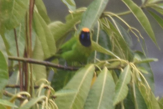 Golden-fronted Leafbird - ML641783284