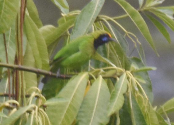 Golden-fronted Leafbird - ML641783287