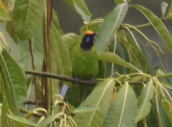 Golden-fronted Leafbird - ML641783289