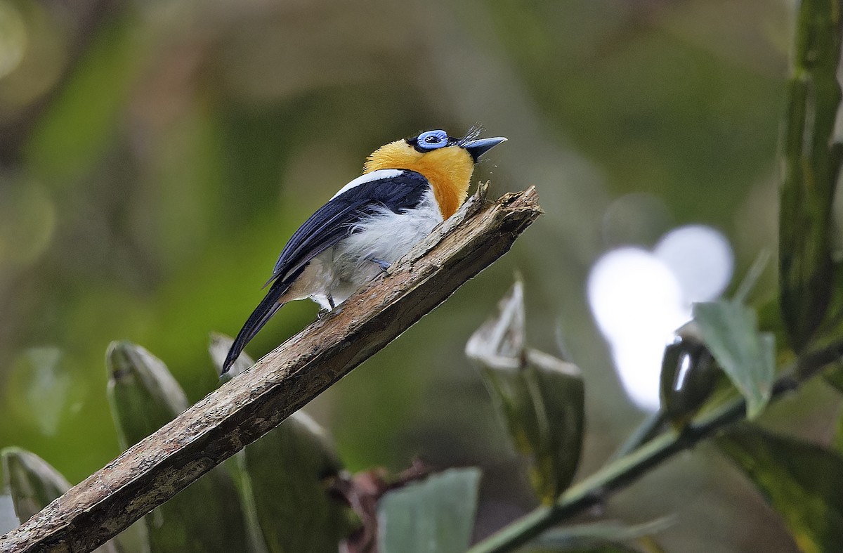 Ochre-collared Monarch - ML641783290
