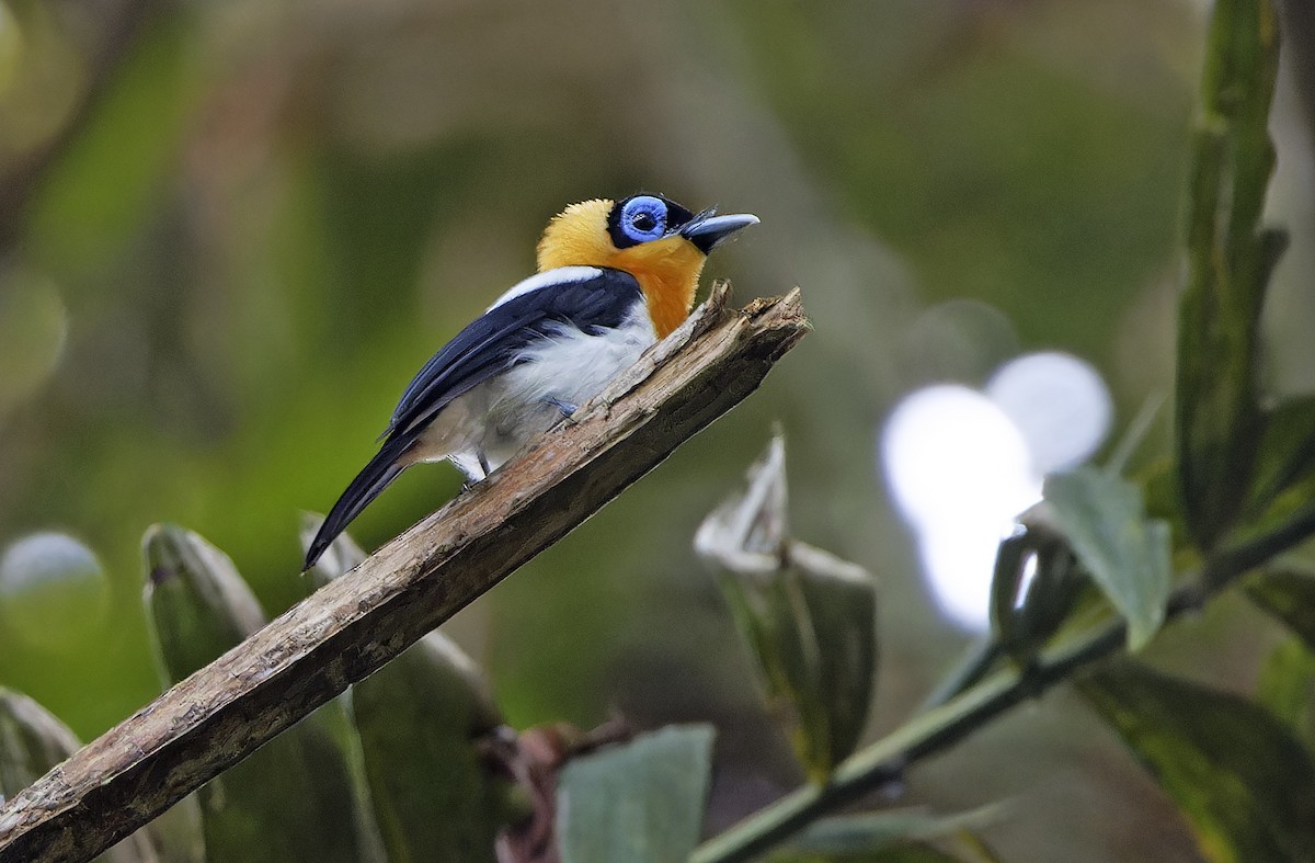 Ochre-collared Monarch - ML641783291