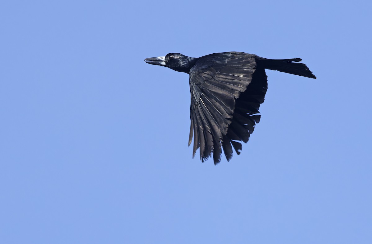 Black Butcherbird - ML641783302