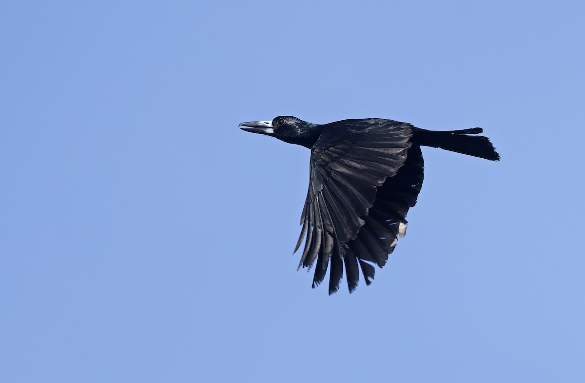 Black Butcherbird - ML641783303