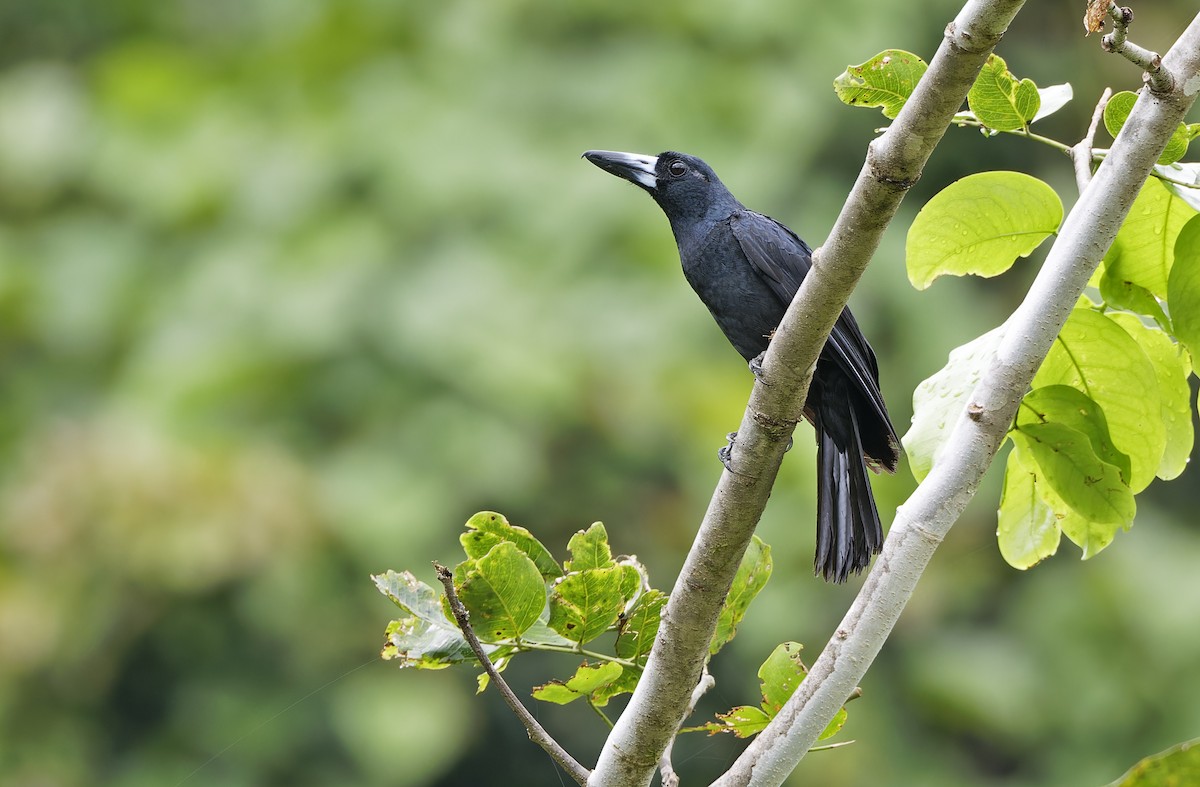Black Butcherbird - ML641783304