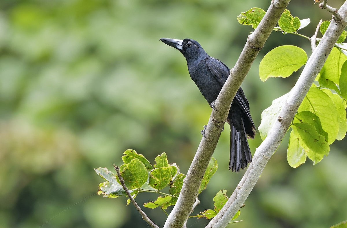 Black Butcherbird - ML641783305