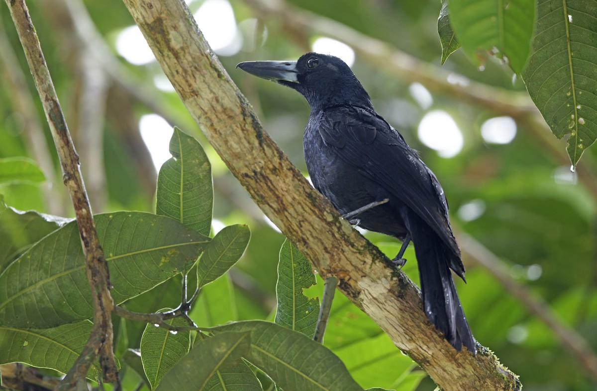 Black Butcherbird - ML641783306