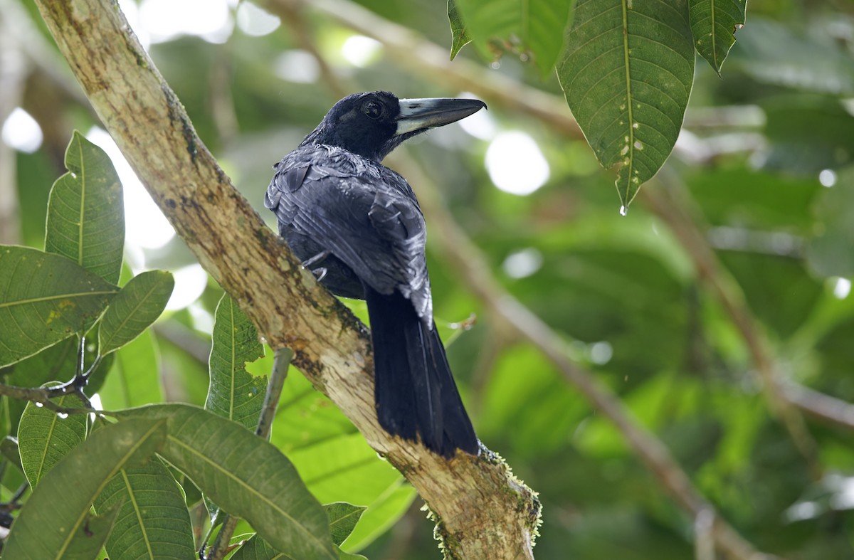 Black Butcherbird - ML641783307