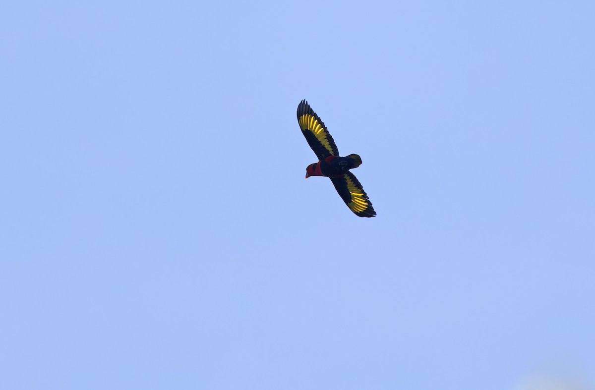 Black-capped Lory - ML641783309