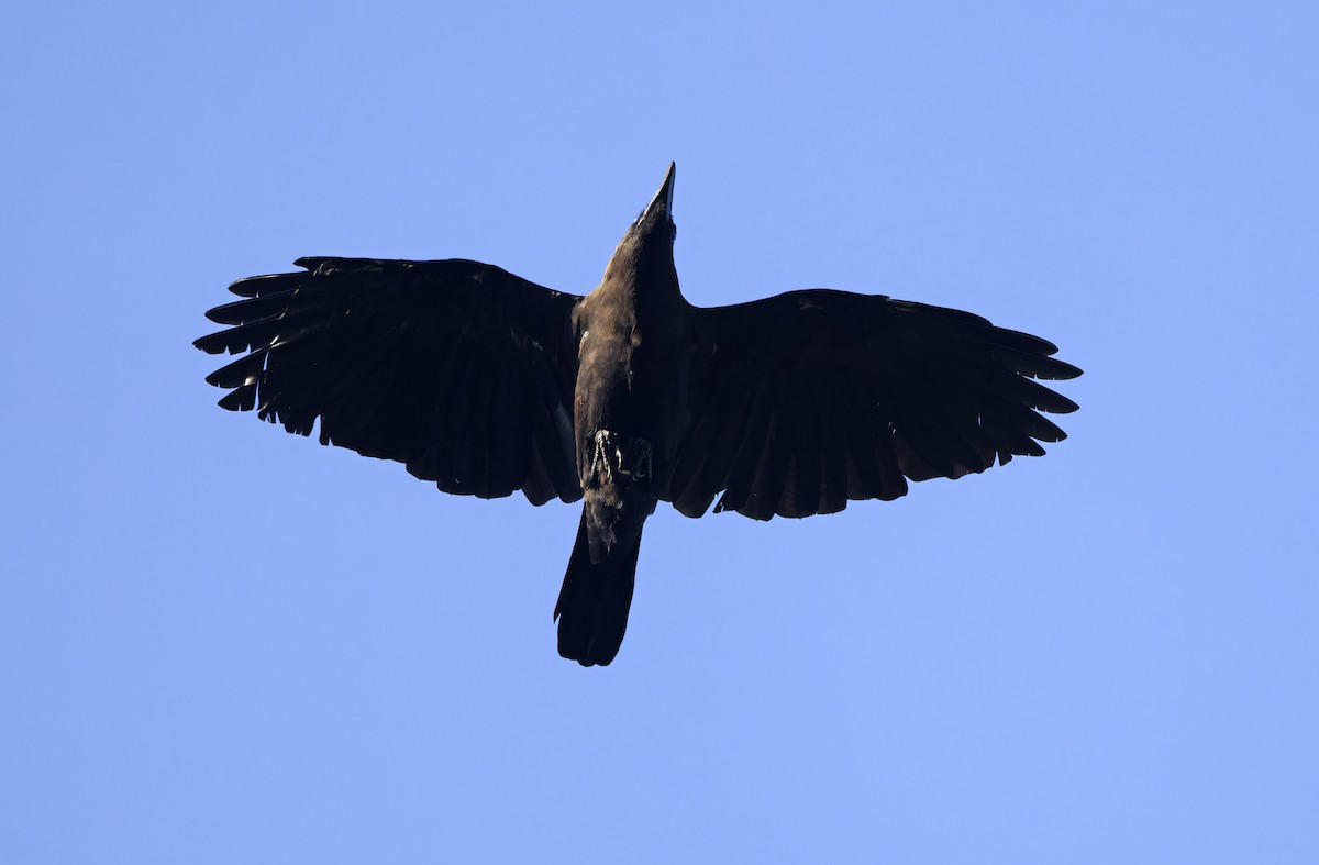 Brown-headed Crow - ML641783335