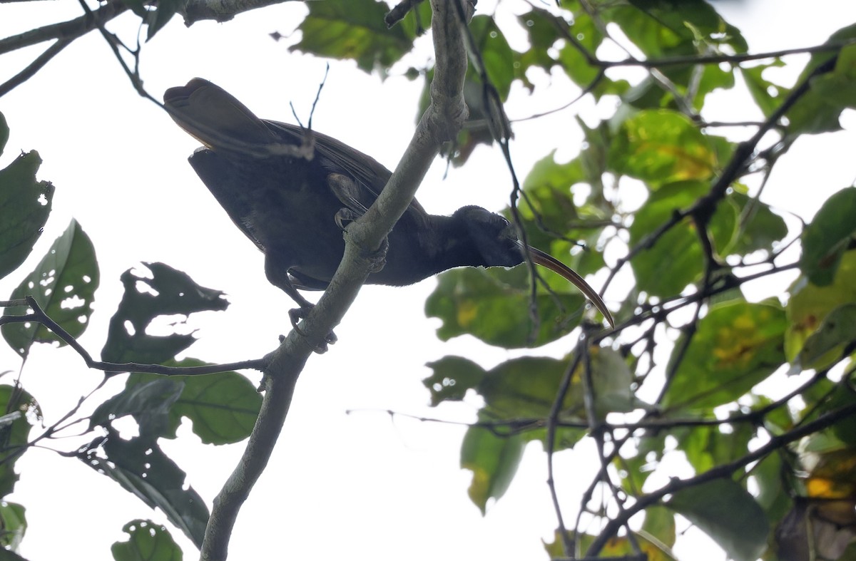 Pale-billed Sicklebill - ML641783356