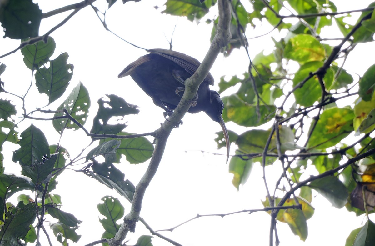 Pale-billed Sicklebill - ML641783357