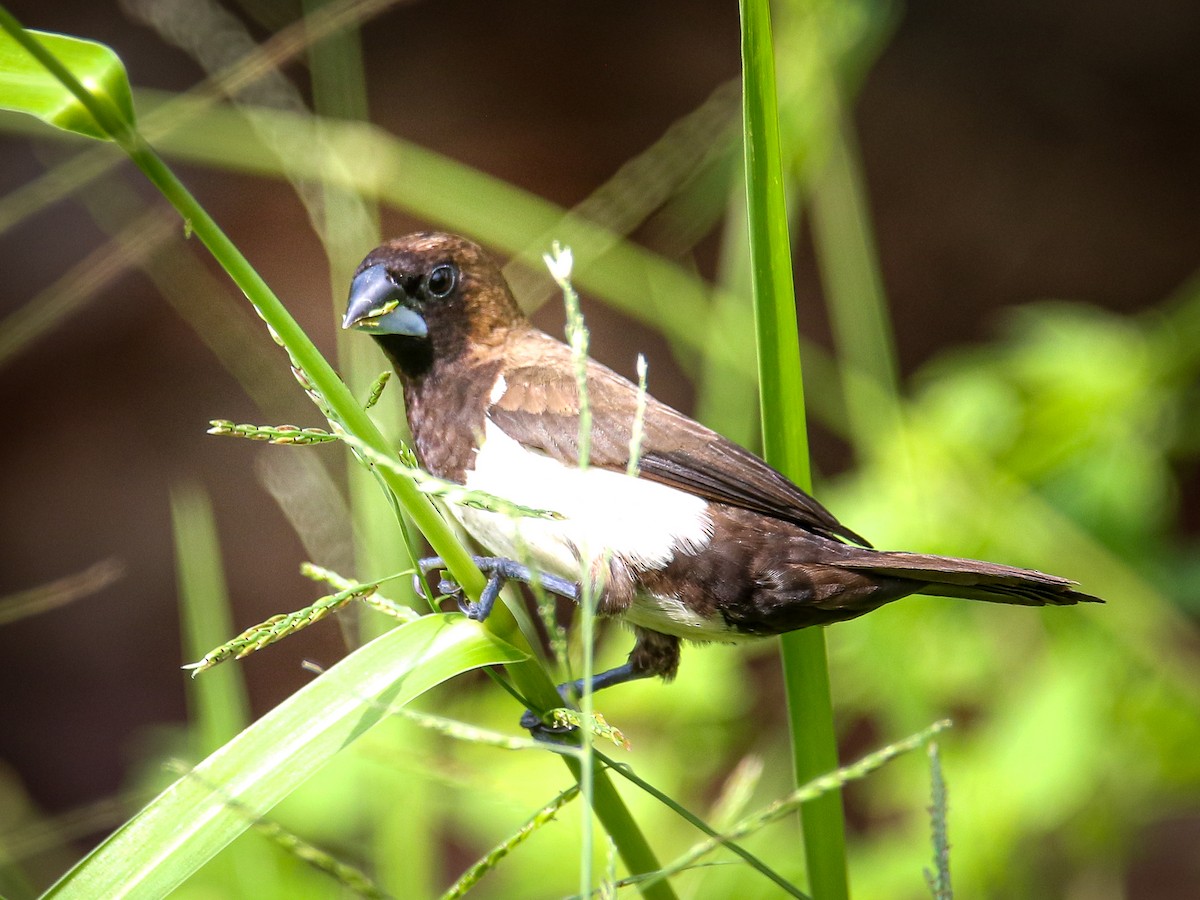 Javan Munia - ML641783363
