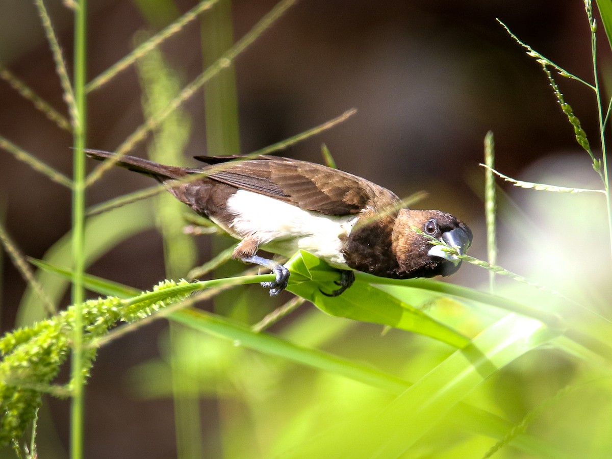 Javan Munia - ML641783365