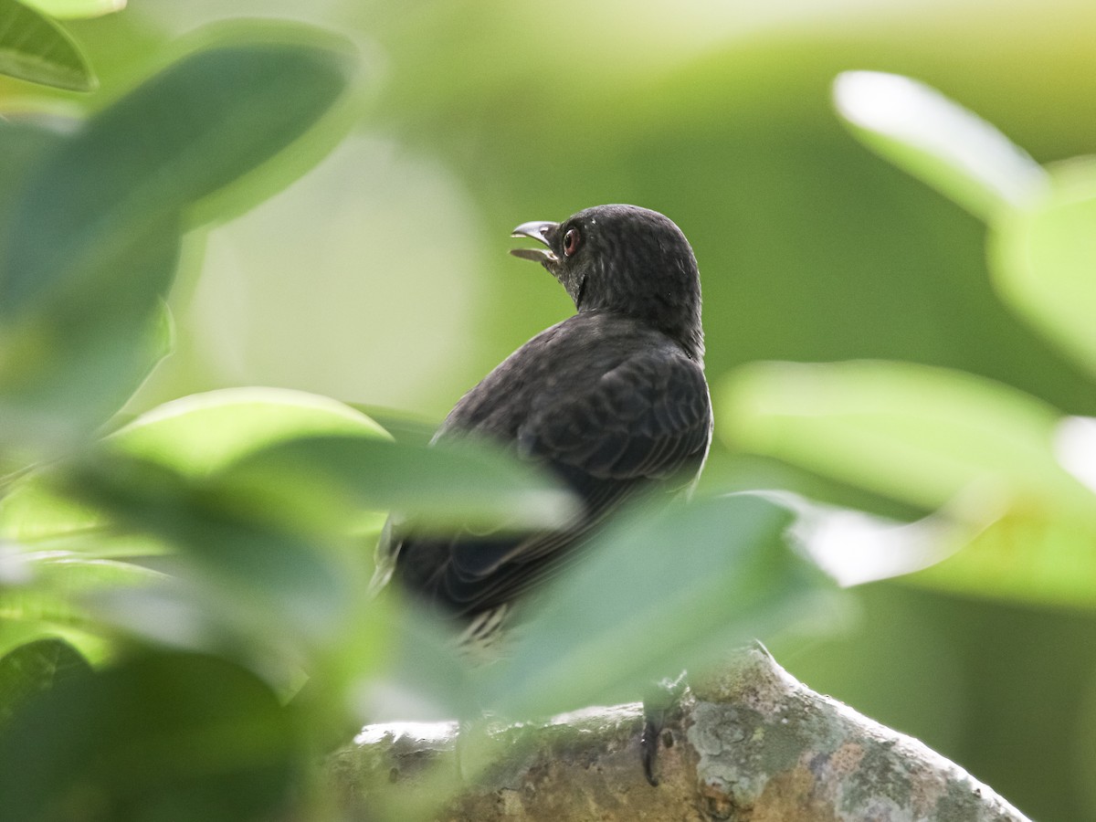 Asian Glossy Starling - ML641783367
