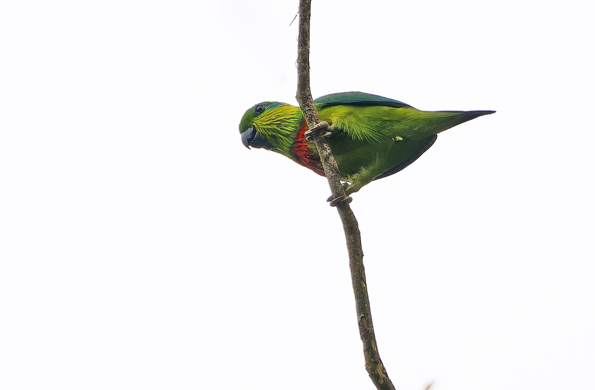 Salvadori's Fig-Parrot - ML641783373