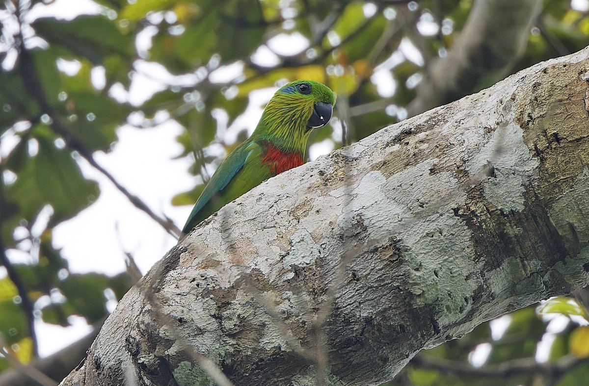 Salvadori's Fig-Parrot - ML641783374