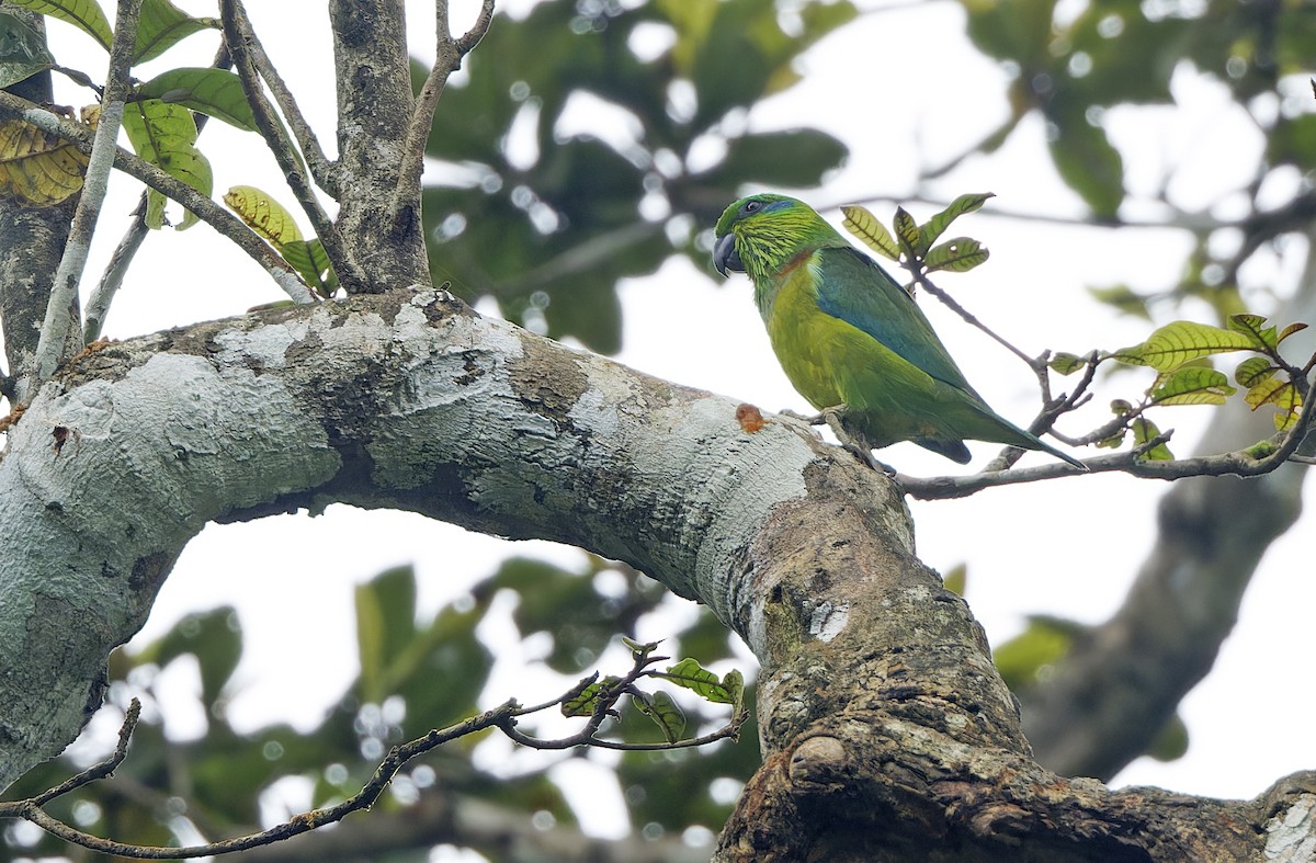 Salvadori's Fig-Parrot - ML641783375