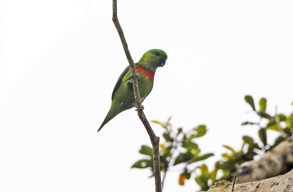 Salvadori's Fig-Parrot - ML641783376
