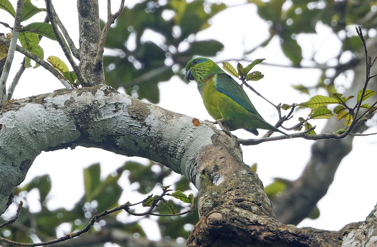 Salvadori's Fig-Parrot - ML641783377