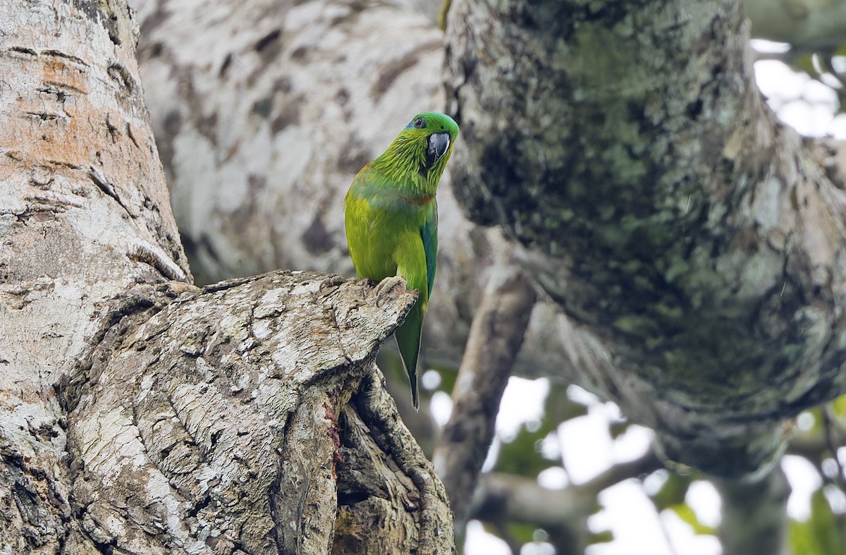 Salvadori's Fig-Parrot - ML641783380