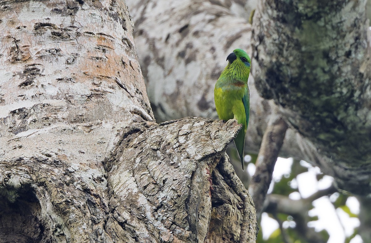 Salvadori's Fig-Parrot - ML641783381