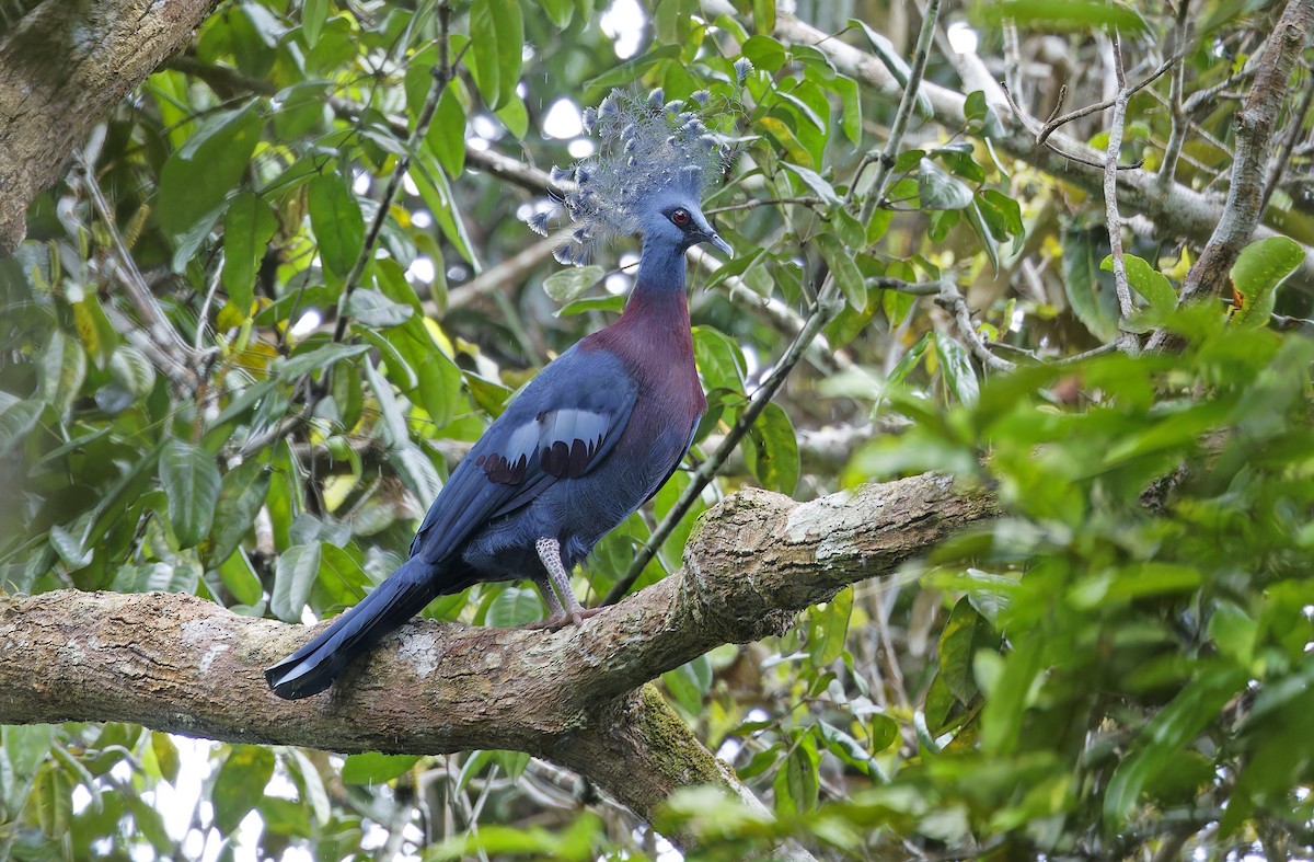 Victoria Crowned-Pigeon - ML641783388