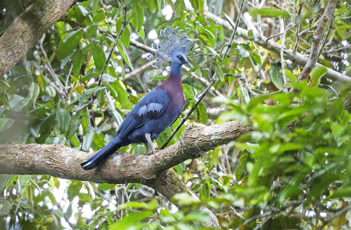 Victoria Crowned-Pigeon - ML641783389