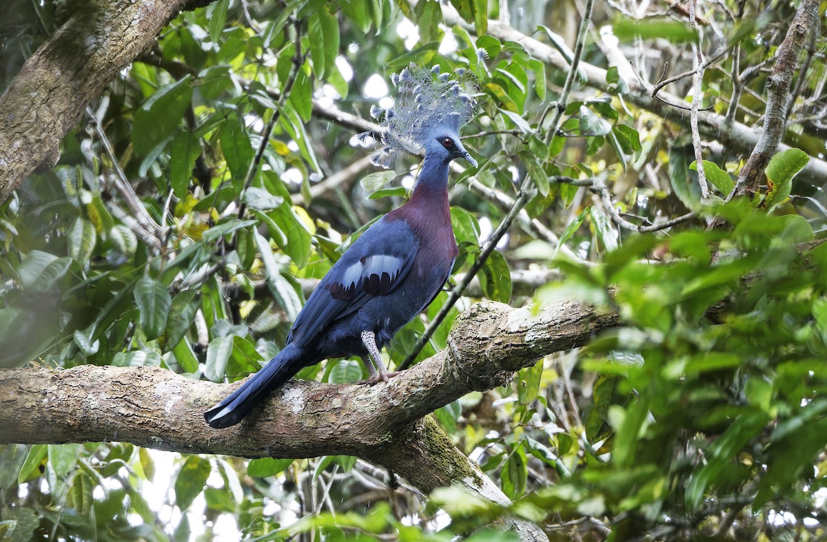 Victoria Crowned-Pigeon - ML641783390