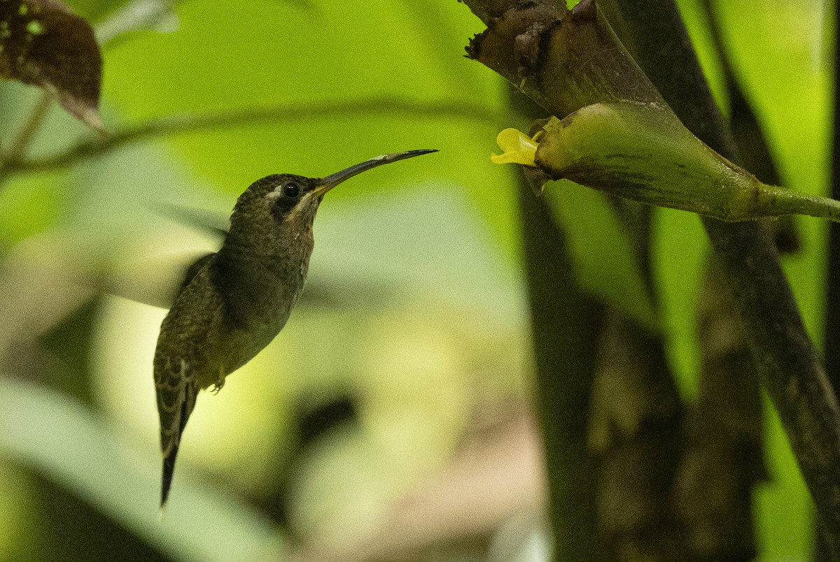 Band-tailed Barbthroat - ML641783393