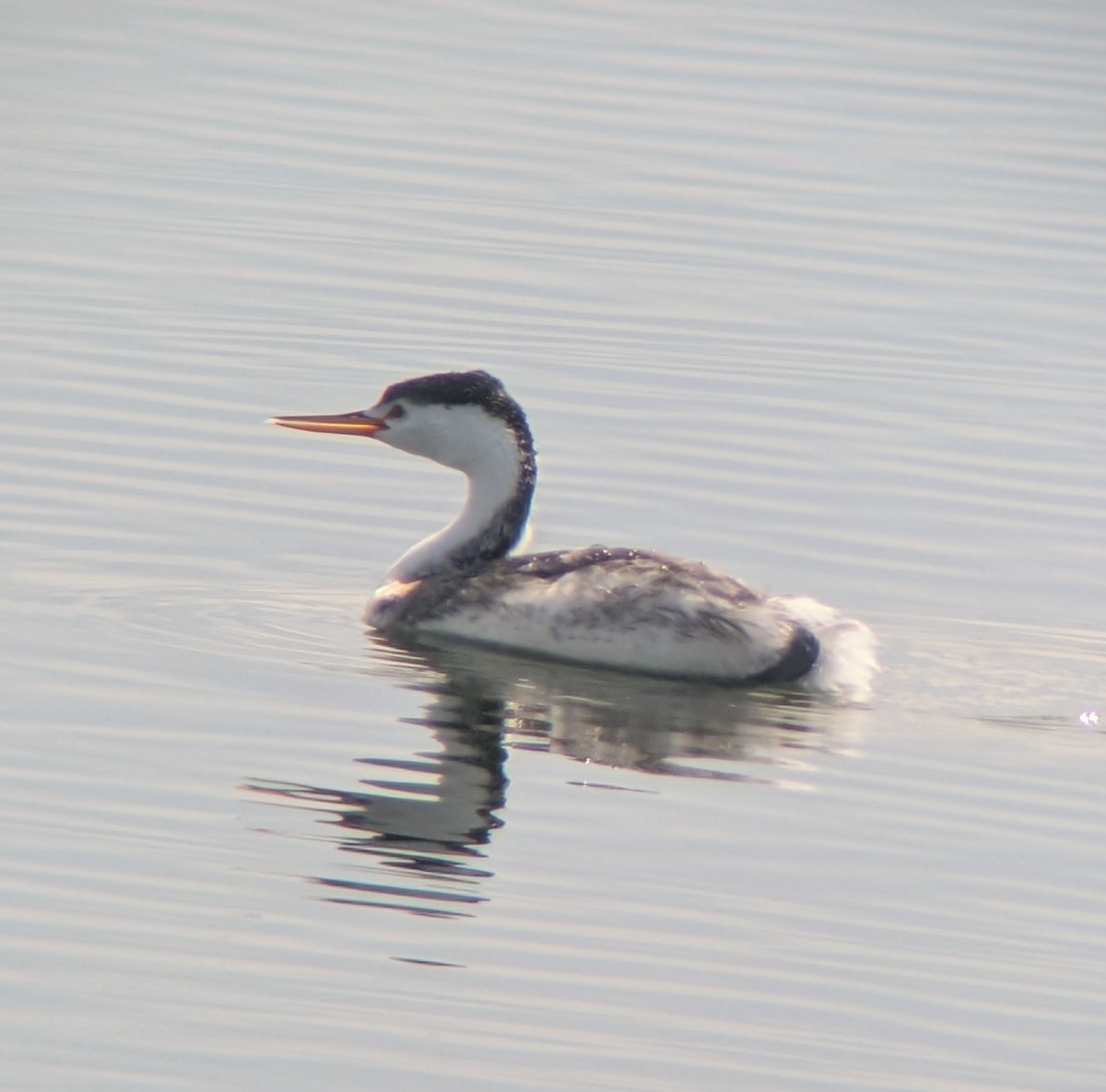 Clark's Grebe - ML641783396