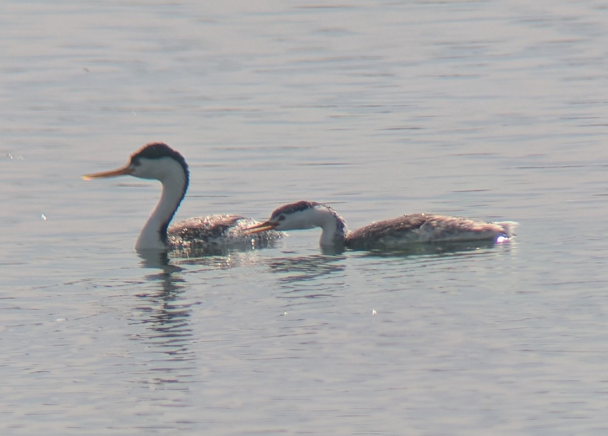 Clark's Grebe - ML641783397
