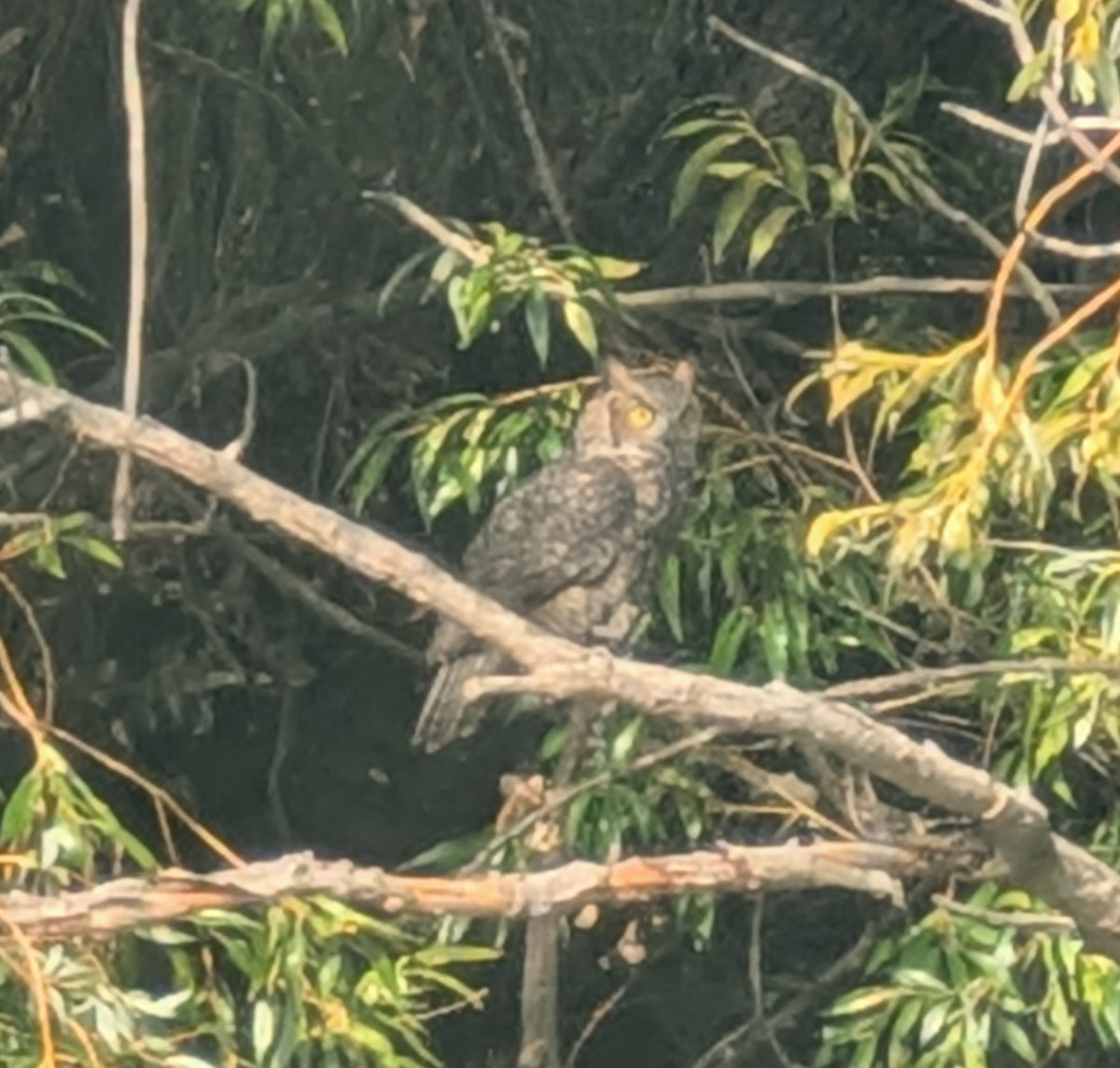 Great Horned Owl - ML641783415