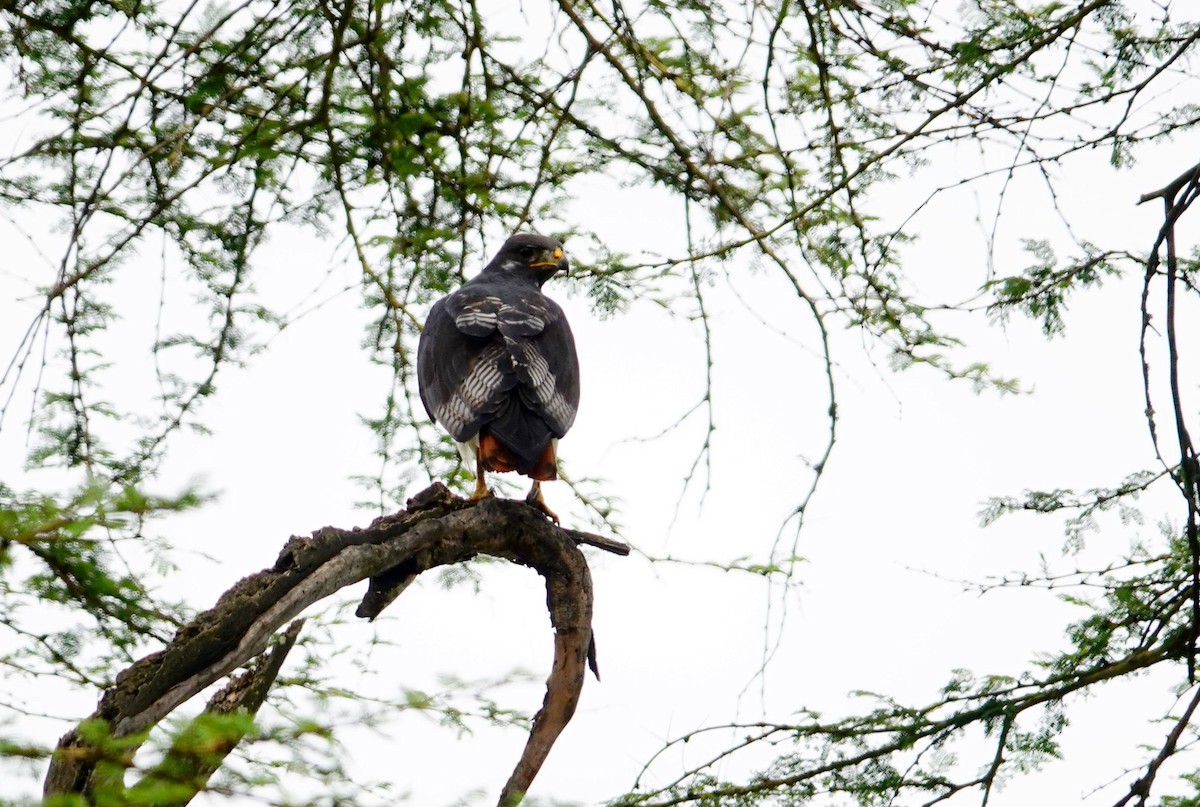 Augur Buzzard (Augur) - ML641783420