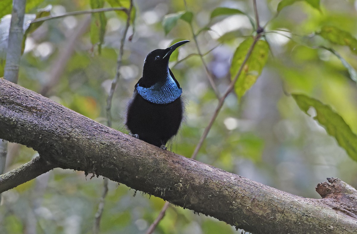 Magnificent Riflebird - ML641783422