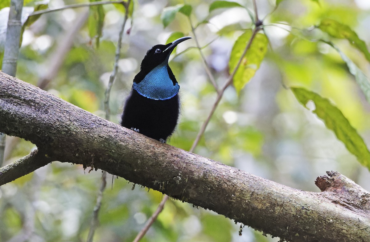 Magnificent Riflebird - ML641783423