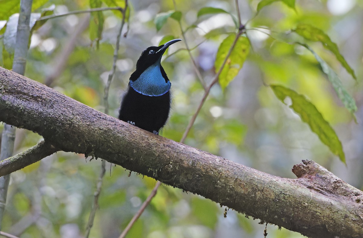Magnificent Riflebird - ML641783424