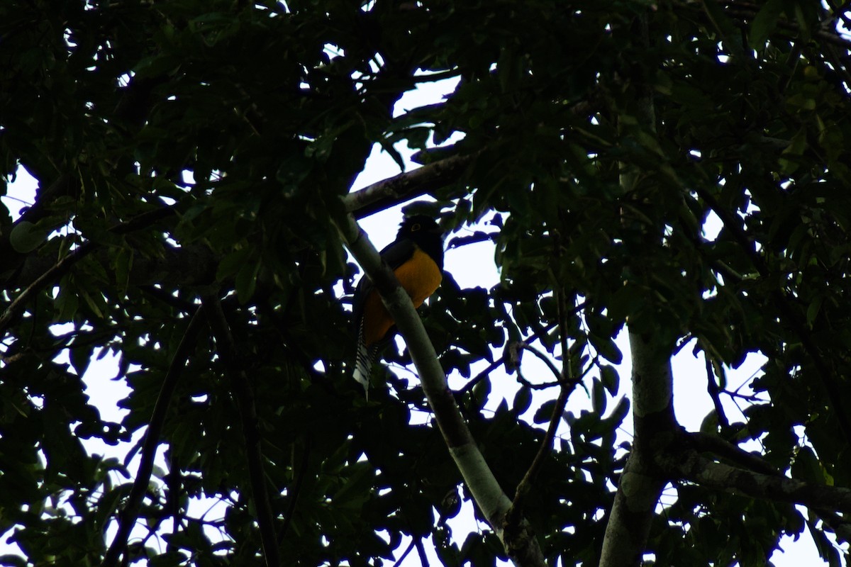 Gartered Trogon - ML641783455
