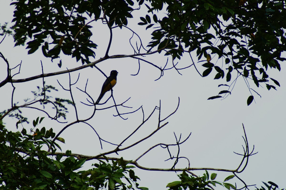 Gartered Trogon - ML641783456