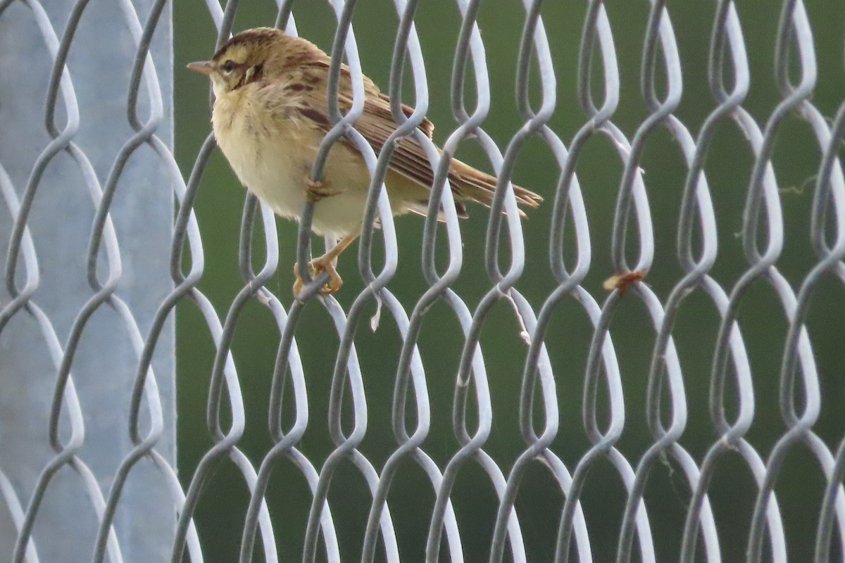 rákosník proužkovaný - ML641783475