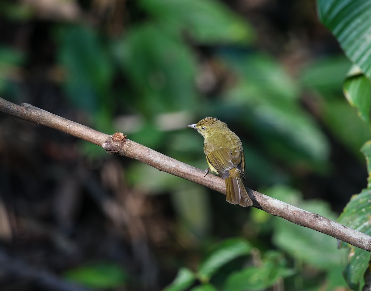 Cachar Bulbul - ML641783497